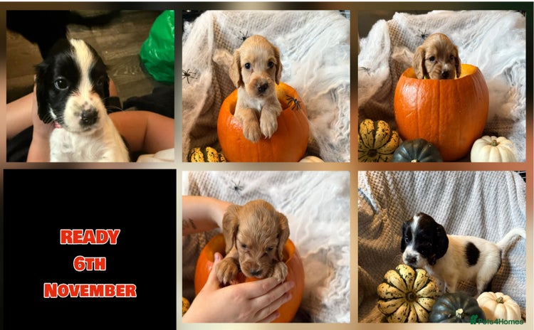 Cocker Spaniel dogs - Advert 13