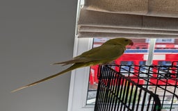 Ringnecks birds for sale: ​For Sale: Young Lutino Indian Ringneck - Image 10
