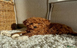 Toy Poodle dogs for sale: Beautiful Red Toy Poodle puppies  - Image 11