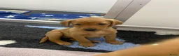 Labrador Retriever dogs for sale: Labrador puppies KC Fully health tested parents  - Advert 17
