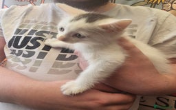 Mixed Breed cats for sale: KITTENS FOR SALE - Image 3