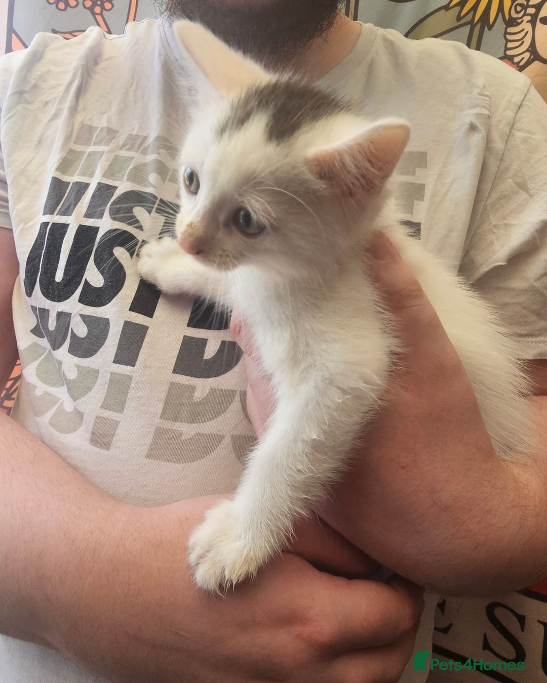 Mixed Breed cats for sale: KITTENS FOR SALE - Image 3