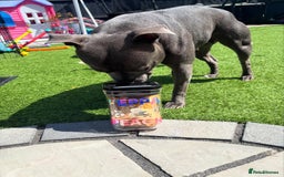 Staffordshire Bull Terrier dogs for sale: 🔥🇬🇧Staffy puppies  - Image 11