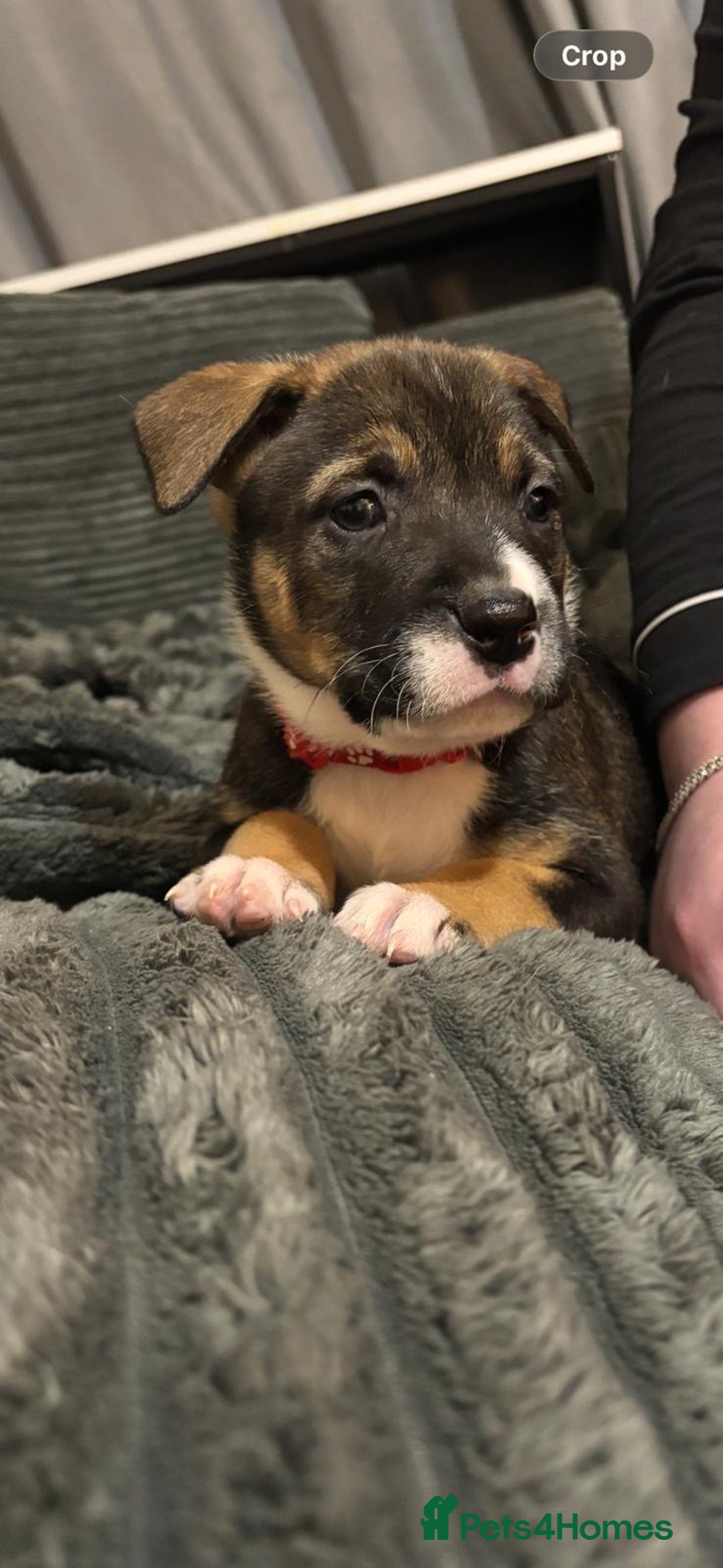 Mixed Breed dogs for sale: Puppies for sale  - Advert 10