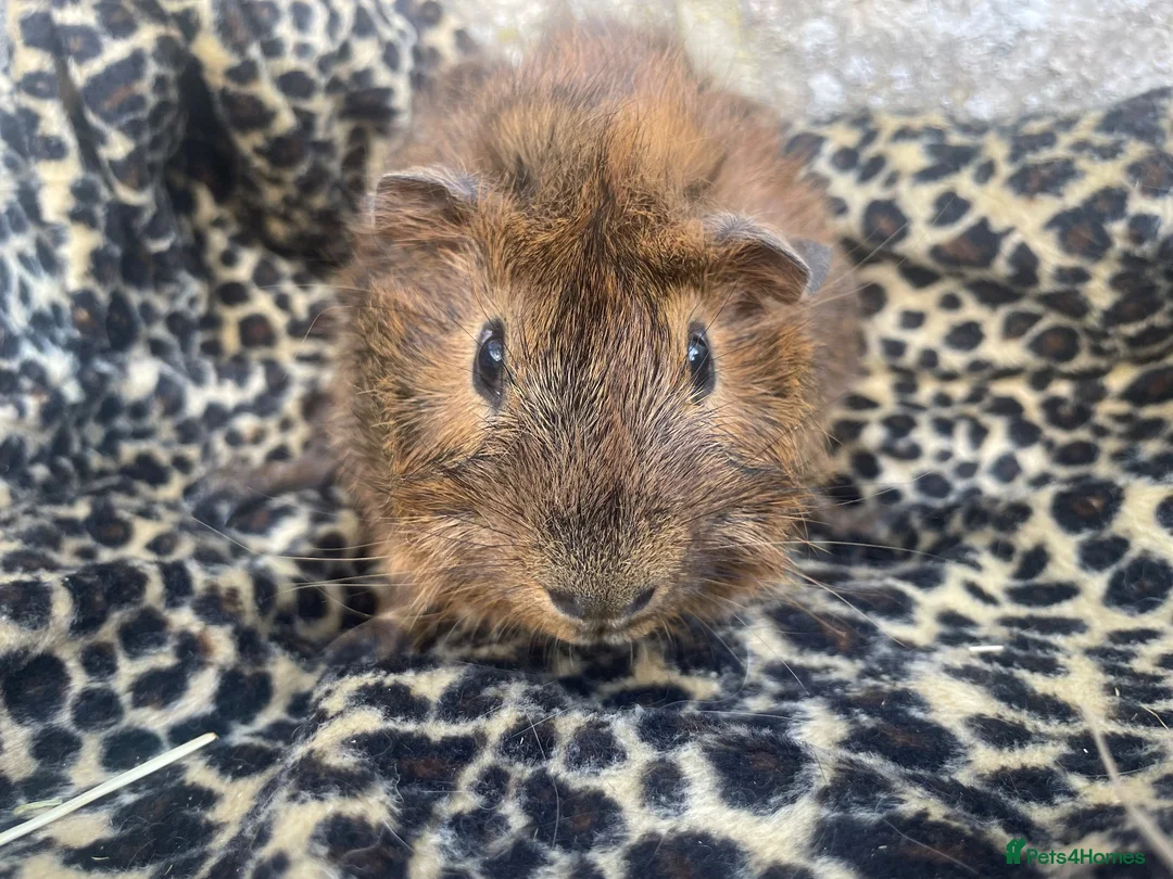 Guinea Pig rodents for sale: Guinea pig girl for sale - Advert 2