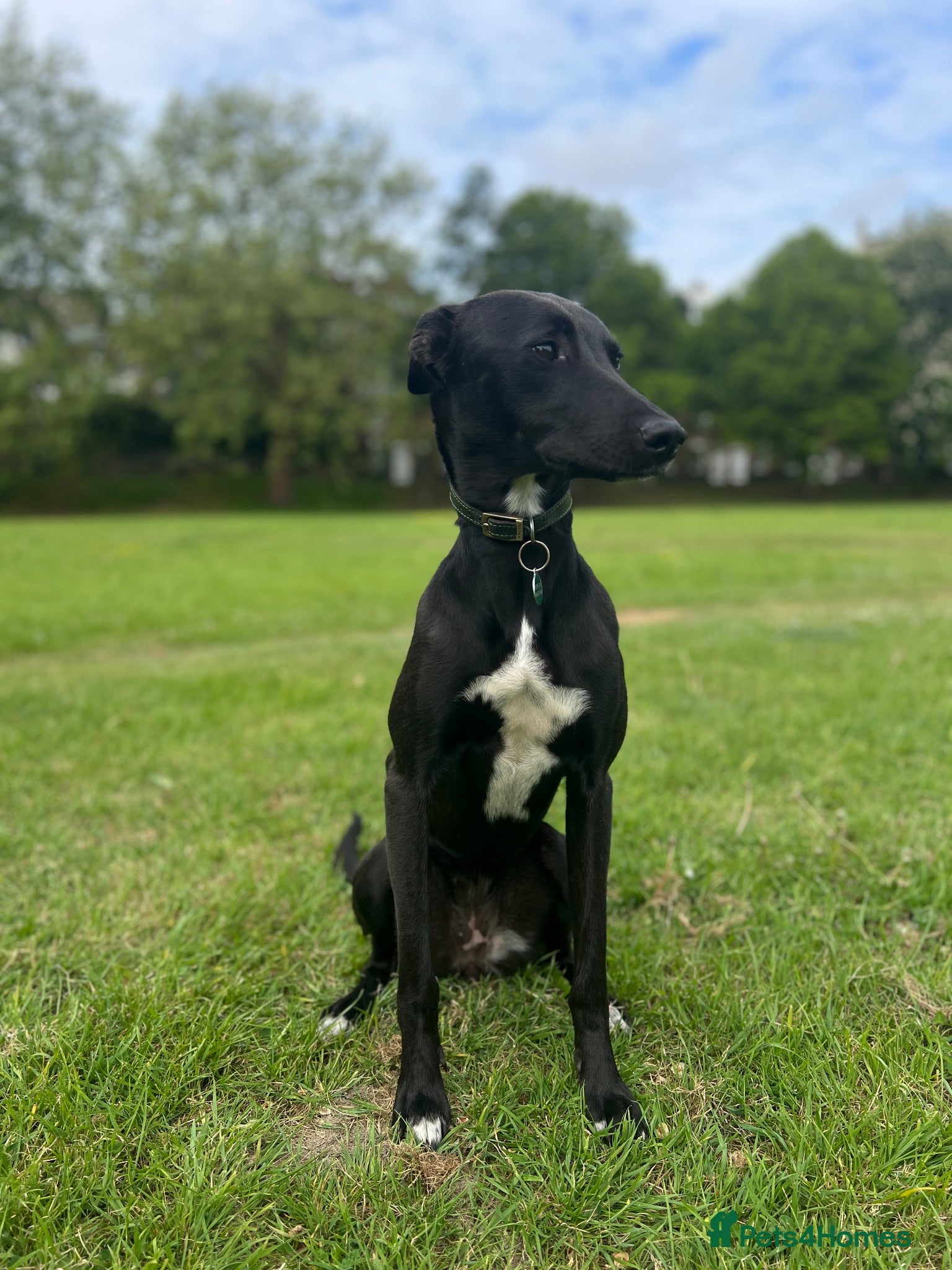 Mixed Breed dogs Looking to rehome  - Advert 1