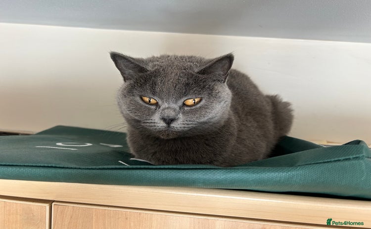 Scottish Fold cats - Advert 1