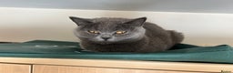 Scottish Fold cats for sale: Beautiful Grey Scottish Fold - Advert 1