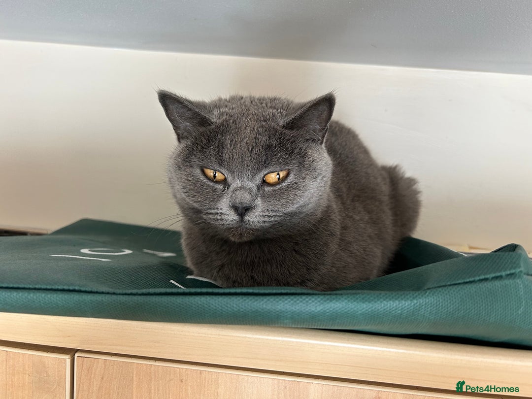 Scottish Fold cats for sale: Beautiful Grey Scottish Fold - Image 1