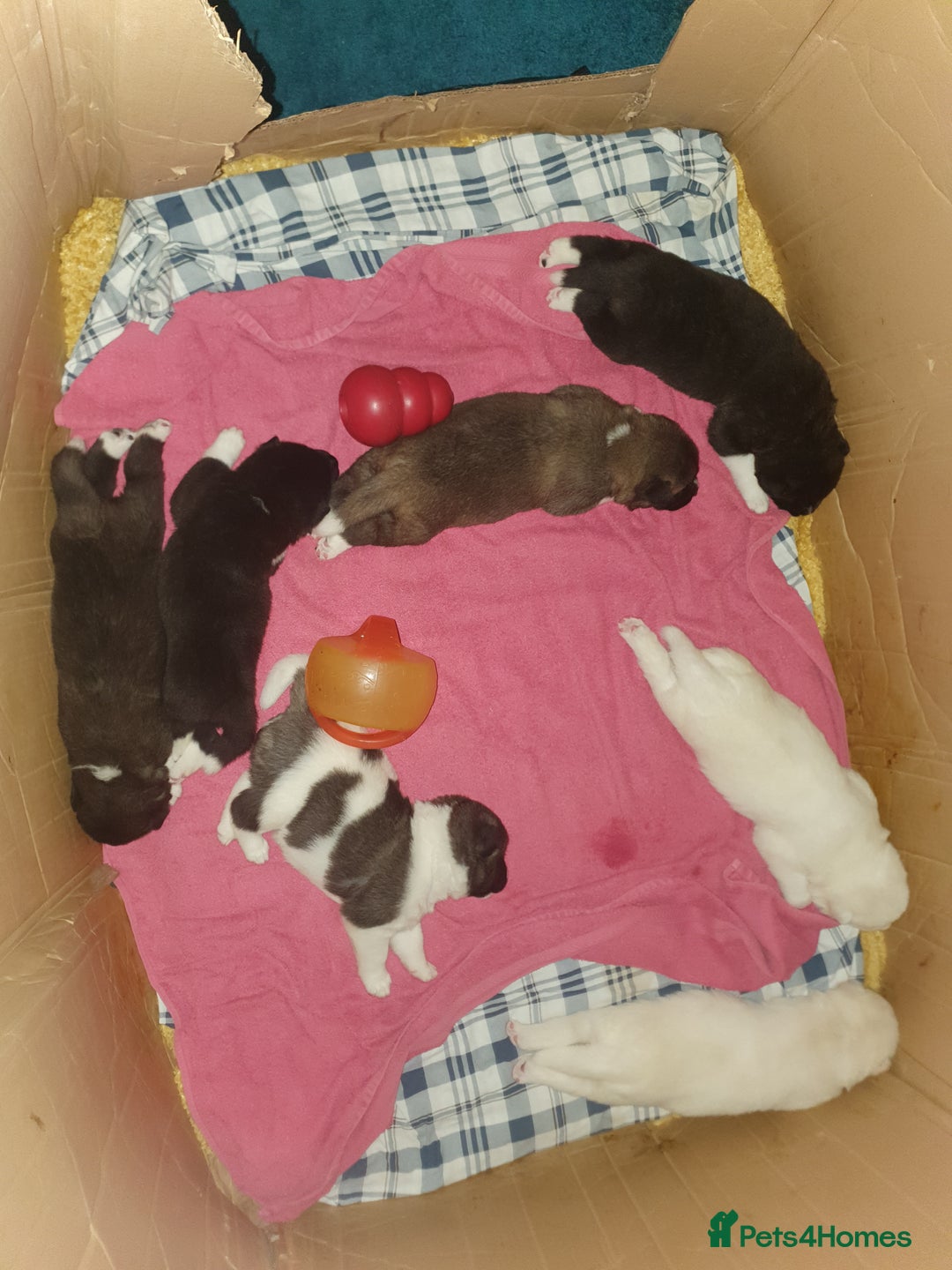 Akita dogs for sale: 7 absolutely gorgeous American Akita pups - Image 7