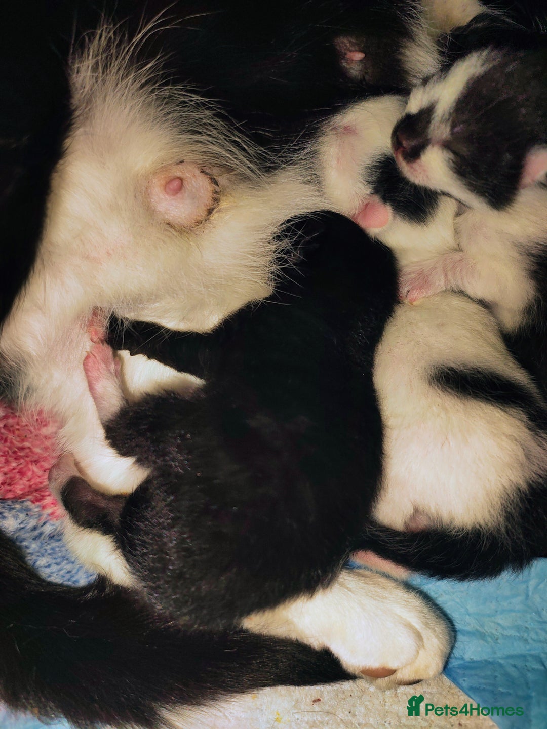 Mixed Breed cats for sale: Kittens - Image 9
