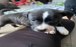 Staffordshire Bull Terrier dogs for sale: Sold  - Image 8