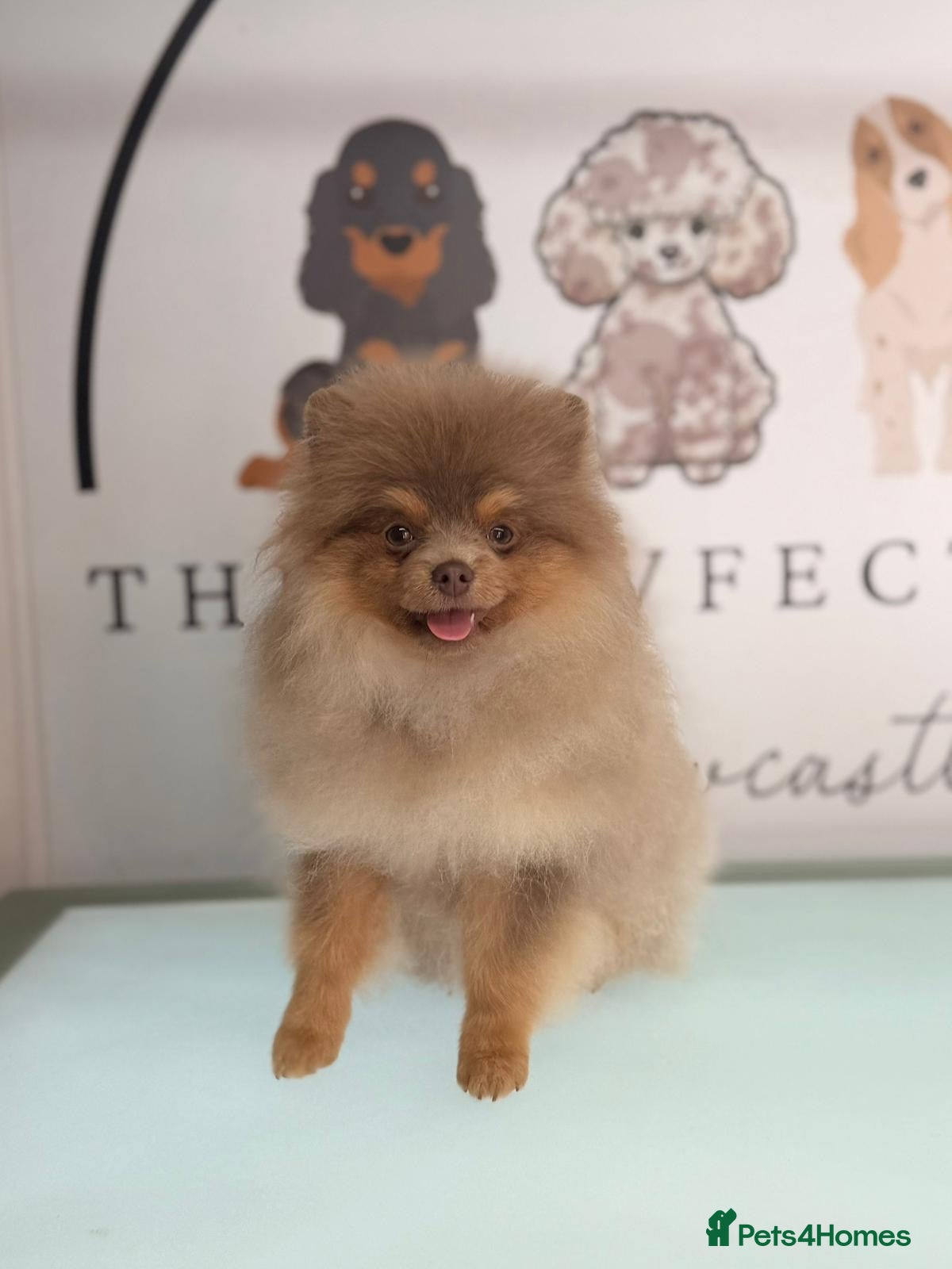 Pomeranian dogs ** PROVEN, HEALTHY STUD ** - Advert 11