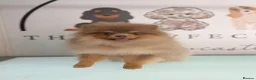 Pomeranian dogs for stud: ** PROVEN, HEALTHY STUD ** - Advert 1