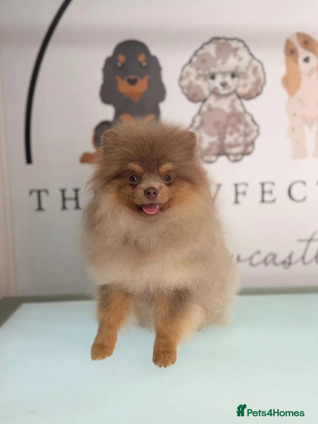 Pomeranian dogs for stud: ** PROVEN, HEALTHY STUD ** - Advert 1