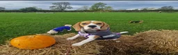 Beagle dogs for sale: Beautiful beagle  - Advert 15
