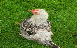 Chickens poultry for sale: 4 boys  - Image 2