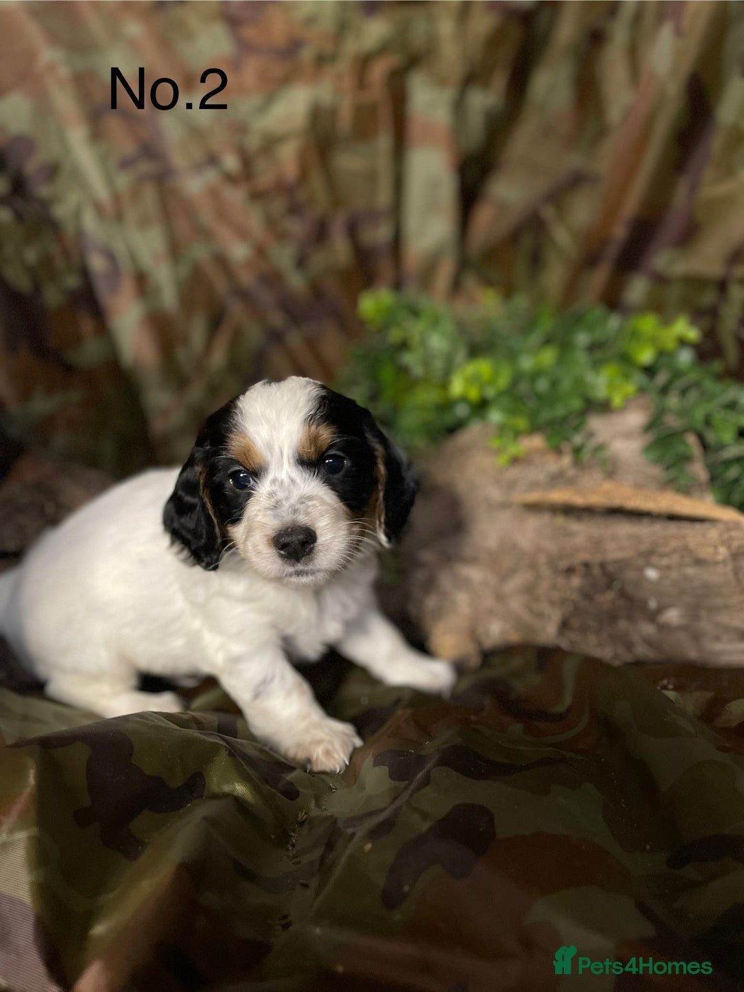 Mixed Breed dogs for sale: 8 beautiful cockapoo stunning colours  - Image 5