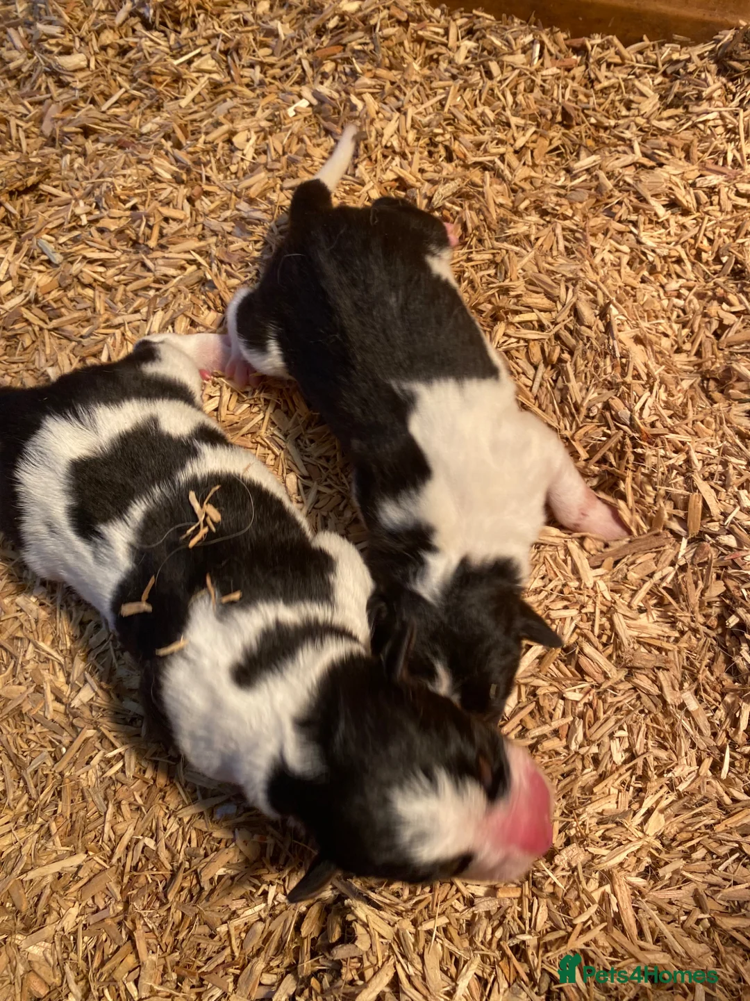 Border Collie dogs for sale: Border Collie Puppies for sale - Advert 9