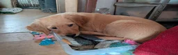 Golden Retriever dogs for sale: Golden retriever DOG Puppies Only - Advert 2