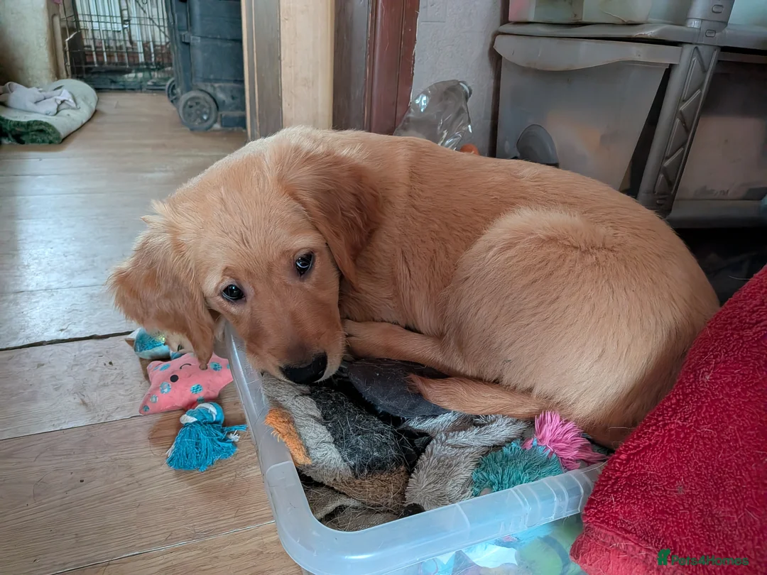 Golden Retriever dogs for sale: Golden retriever DOG Puppies Only - Advert 2