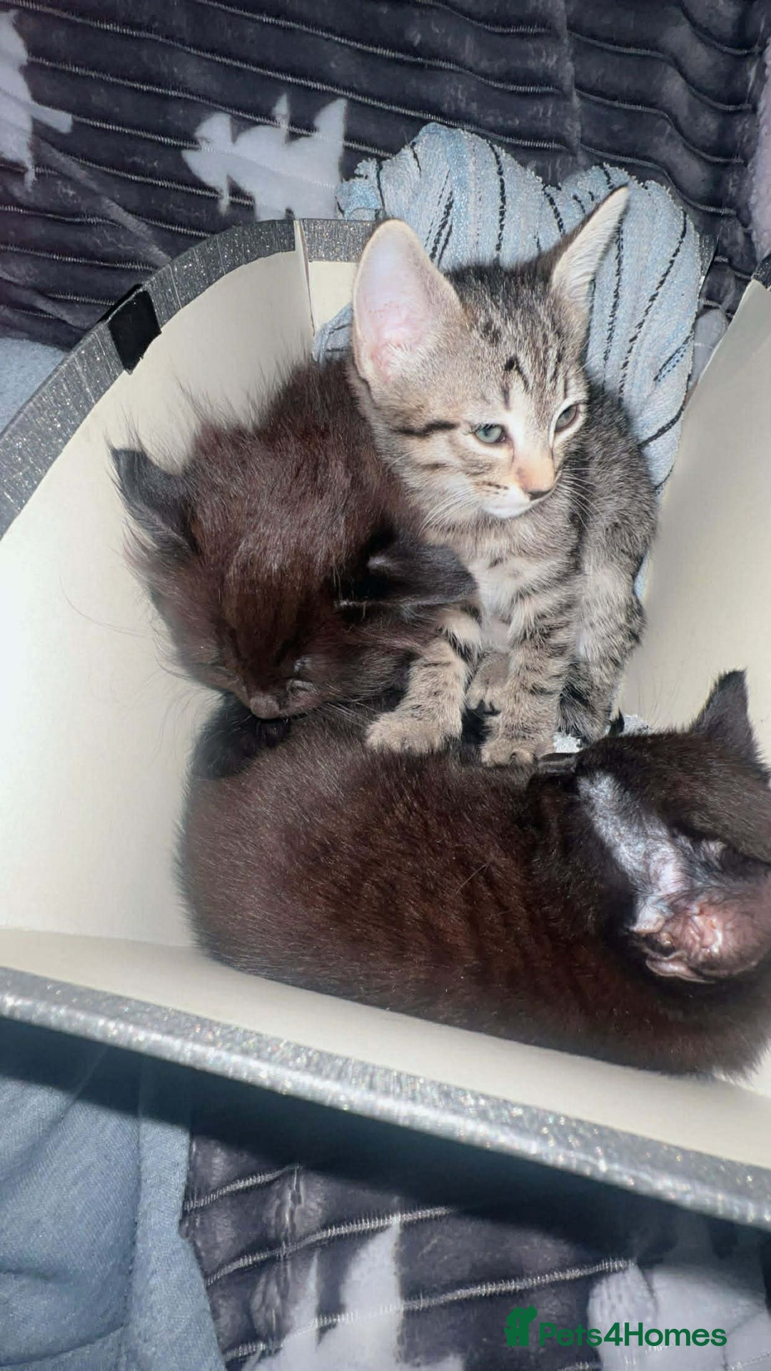 Mixed Breed cats for sale: Beautiful Kittens Looking for Loving Homes 🐾 - Advert 4