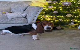 Basset Hound dogs for sale: Basset hound 3 years  - Image 5