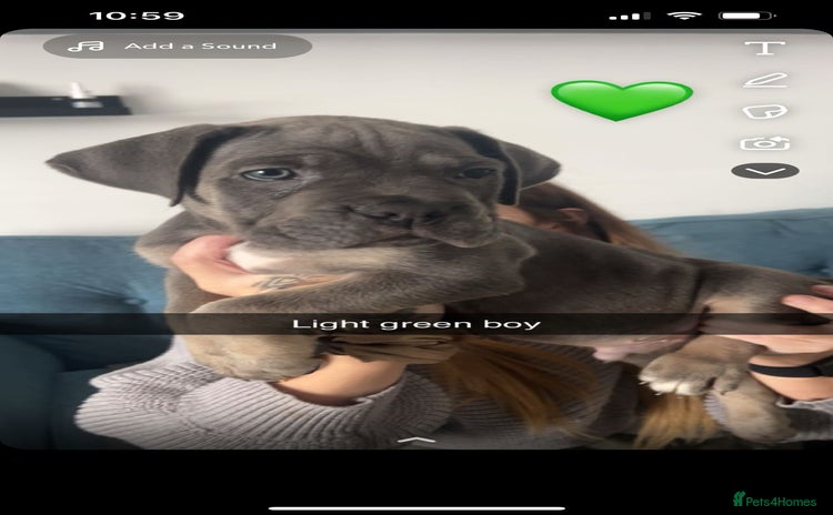Cane Corso dogs - Advert 3