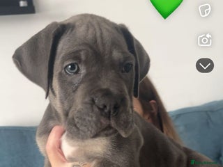 Cane Corso dogs - Advert 15