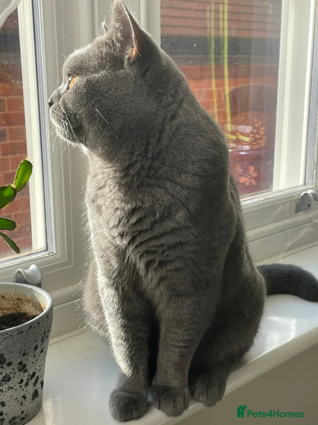 British Shorthair cats for stud: British shorthair blue for stud in Birmingham - Advert 2