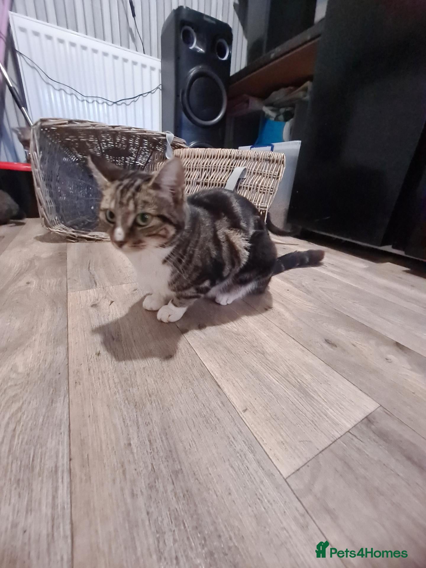 Mixed Breed cats Kittens  - Advert 1