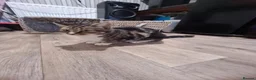 Mixed Breed cats for sale: Kittens  - Advert 1