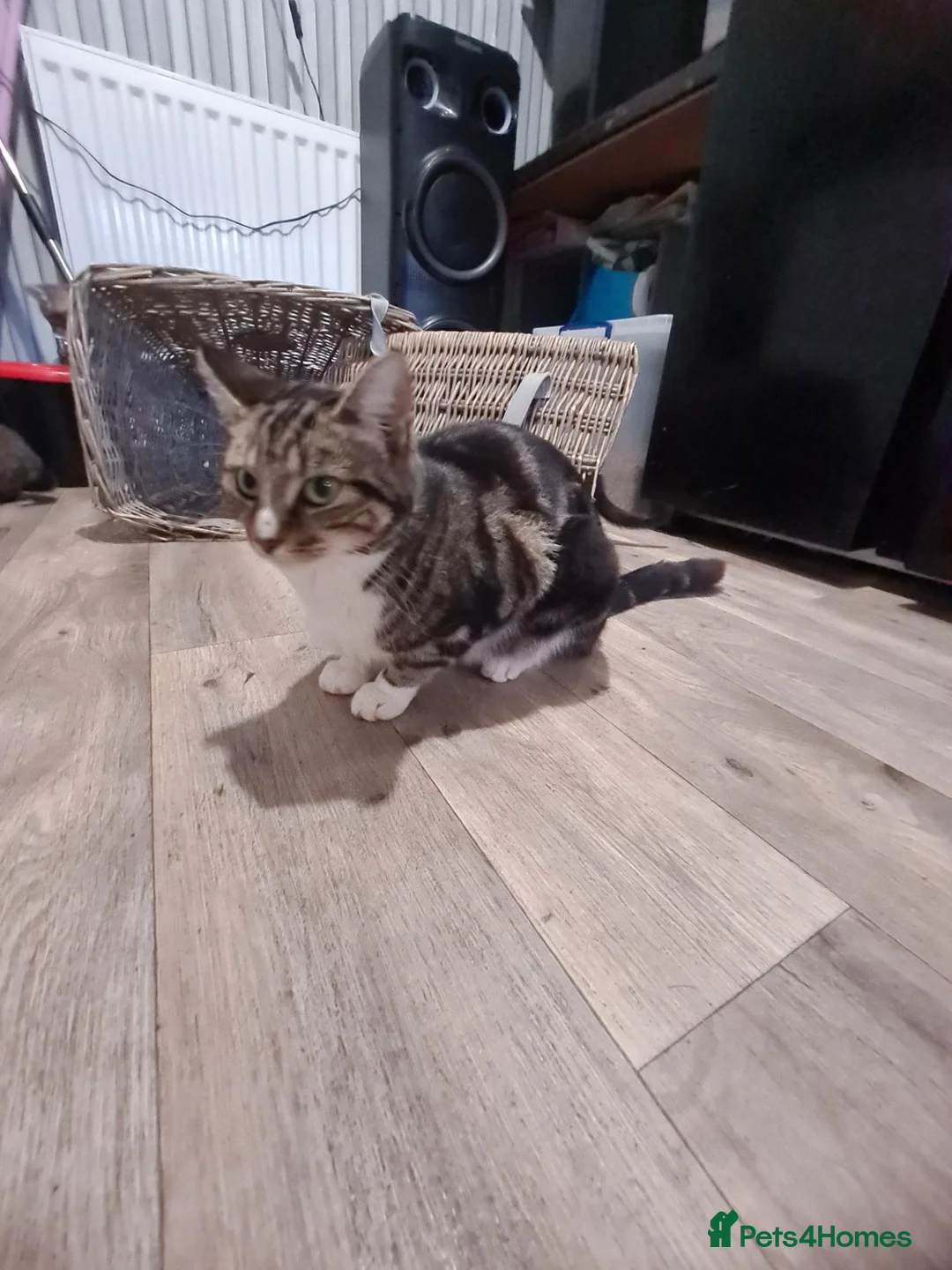 Mixed Breed cats for sale: Kittens  - Advert 1