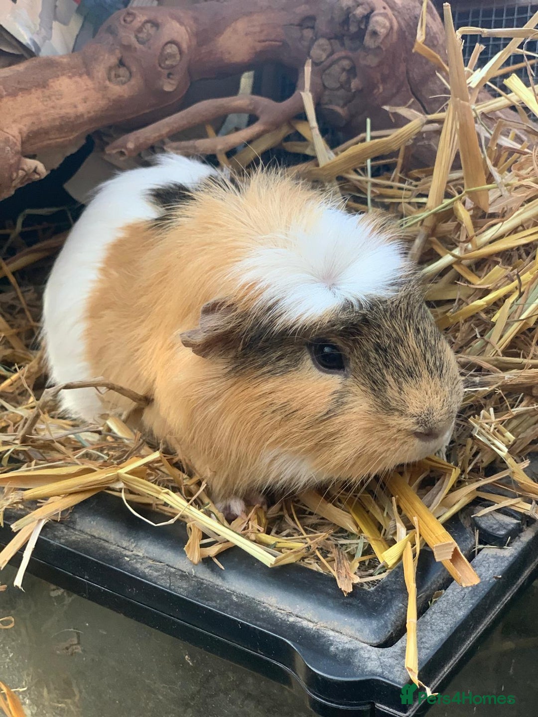 Guinea Pig rodents for sale: Selection of guinea pigs  - Advert 5