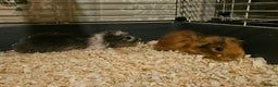 Guinea Pig rodents for sale: Stunning guinea pigs available (brothers) - Advert 2