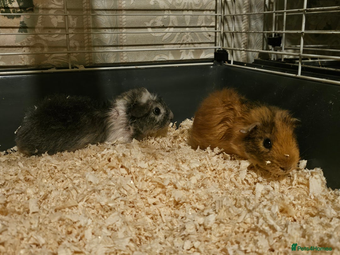 Guinea Pig rodents for sale: Stunning guinea pigs available (brothers) - Advert 2