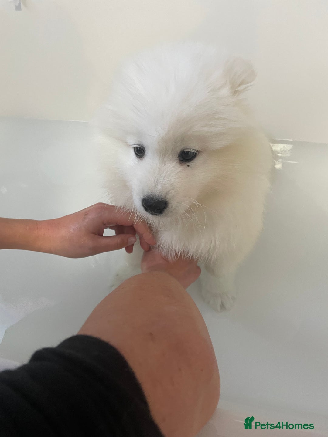 Samoyed dogs for sale: Samoyed - Advert 4