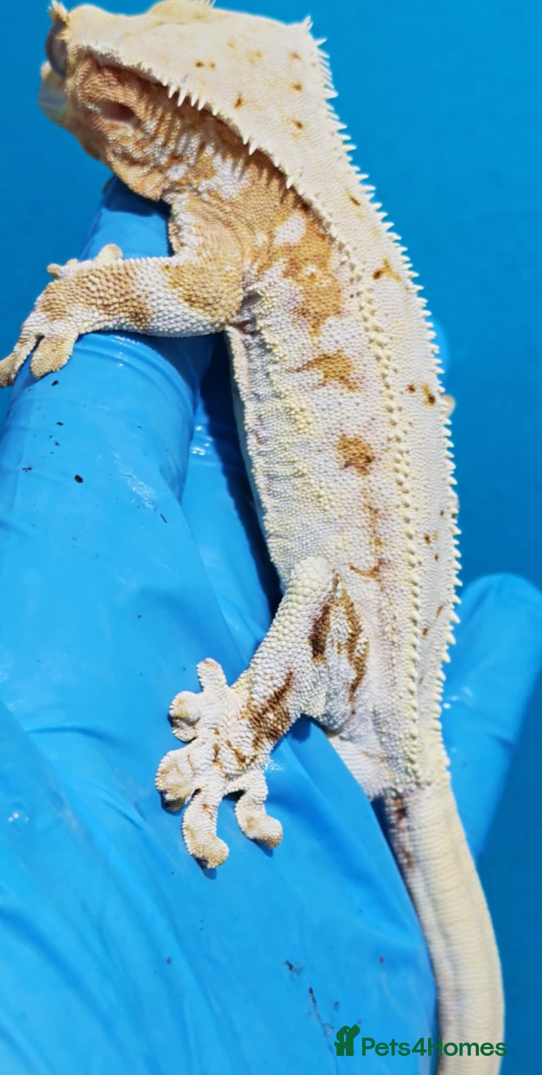 Gecko reptiles for sale: Created gecko lily pluss viv - Advert 2