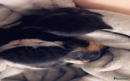 Mixed Breed cats for sale: Maximum  - Image 17