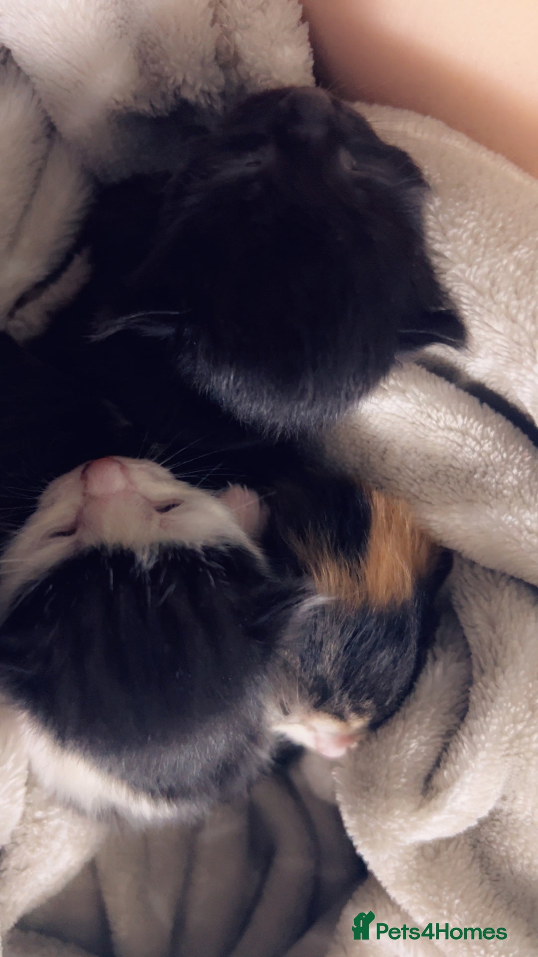 Mixed Breed cats for sale: Maximum  - Image 17