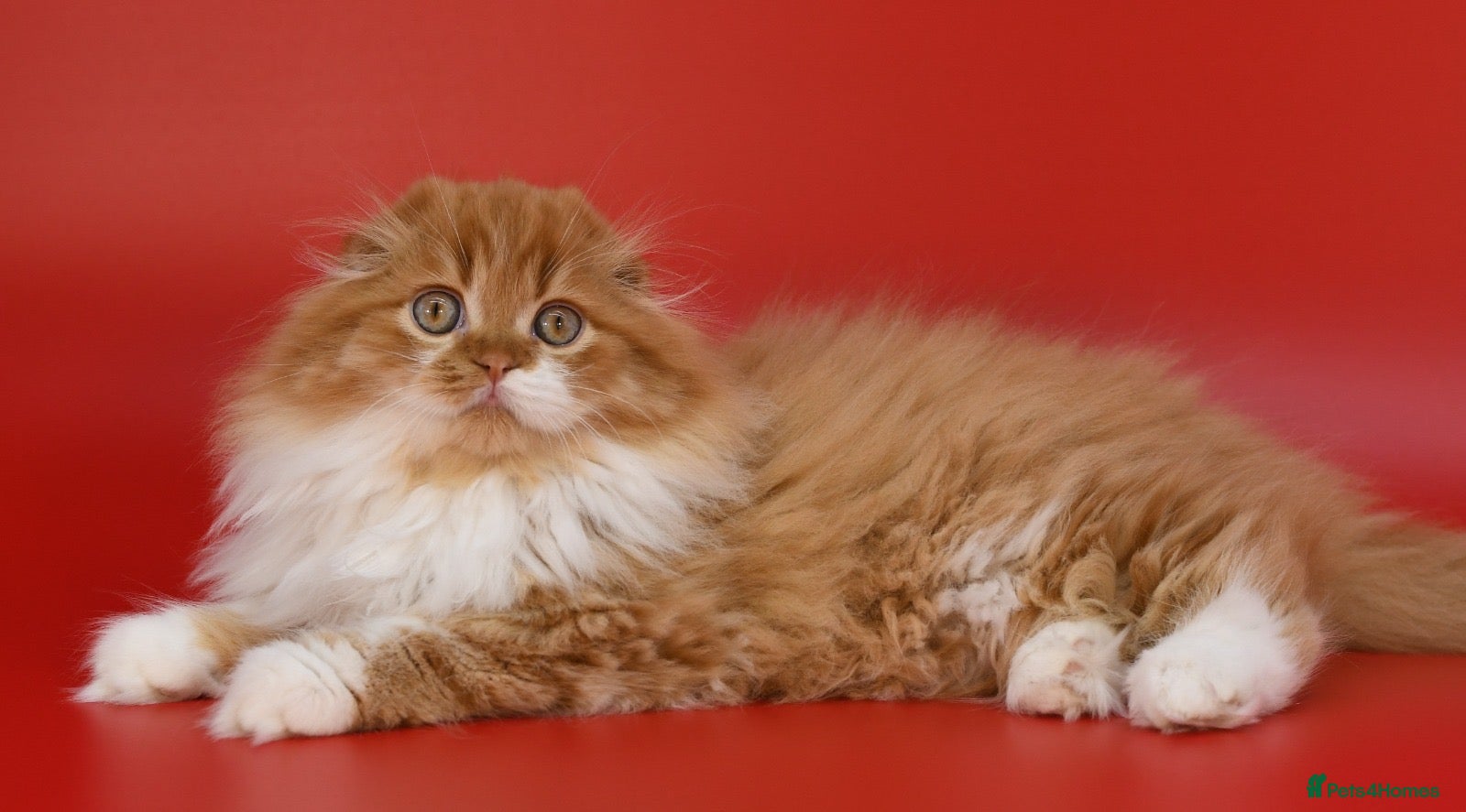 Scottish Fold cats RoyalOwl Yoshi: Scottish Fold Longhair Stud  - Advert 2
