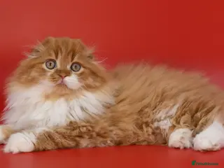 Scottish Fold cats RoyalOwl Yoshi: Scottish Fold Longhair Stud - Advert 2