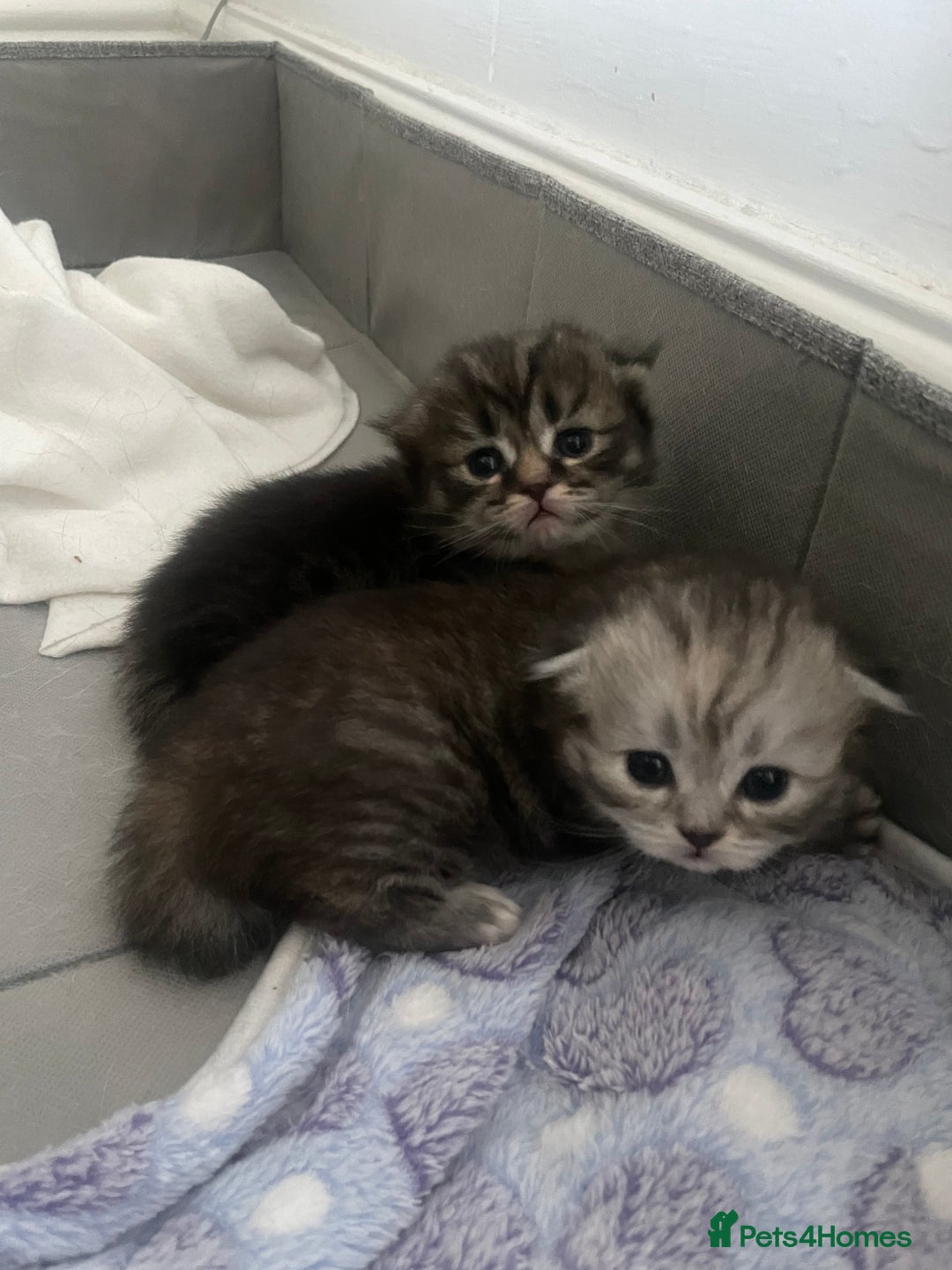 Scottish Fold cats for sale: 2 beautiful Scottish fold kittens  - Image 2
