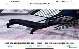 Mixed Breed dogs for sale: 6 beautiful French bulldog x Patterdale pups - Image 4