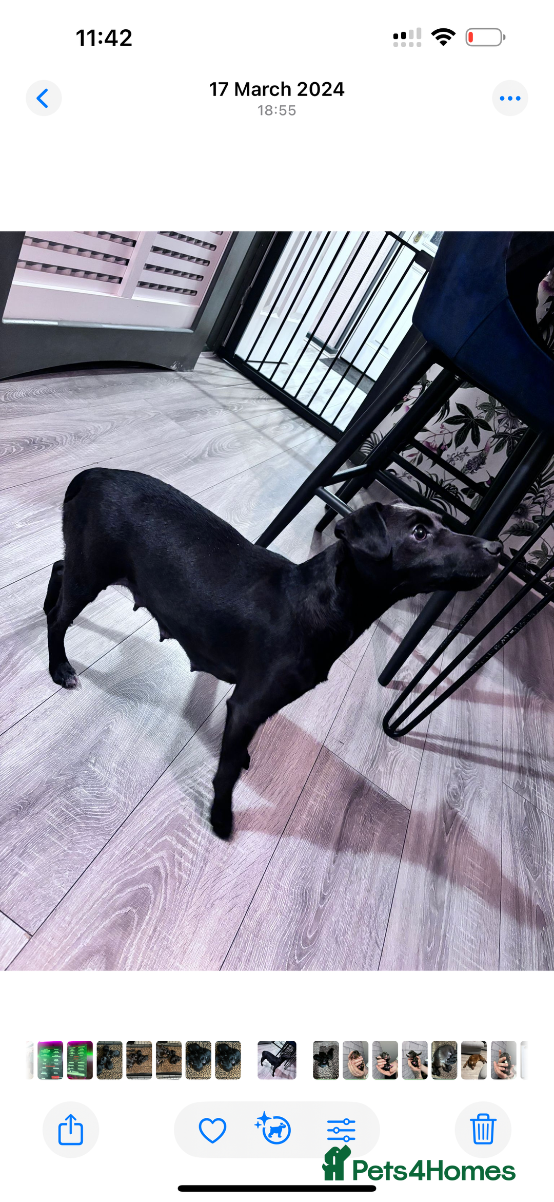 Mixed Breed dogs for sale: 6 beautiful French bulldog x Patterdale pups - Image 4