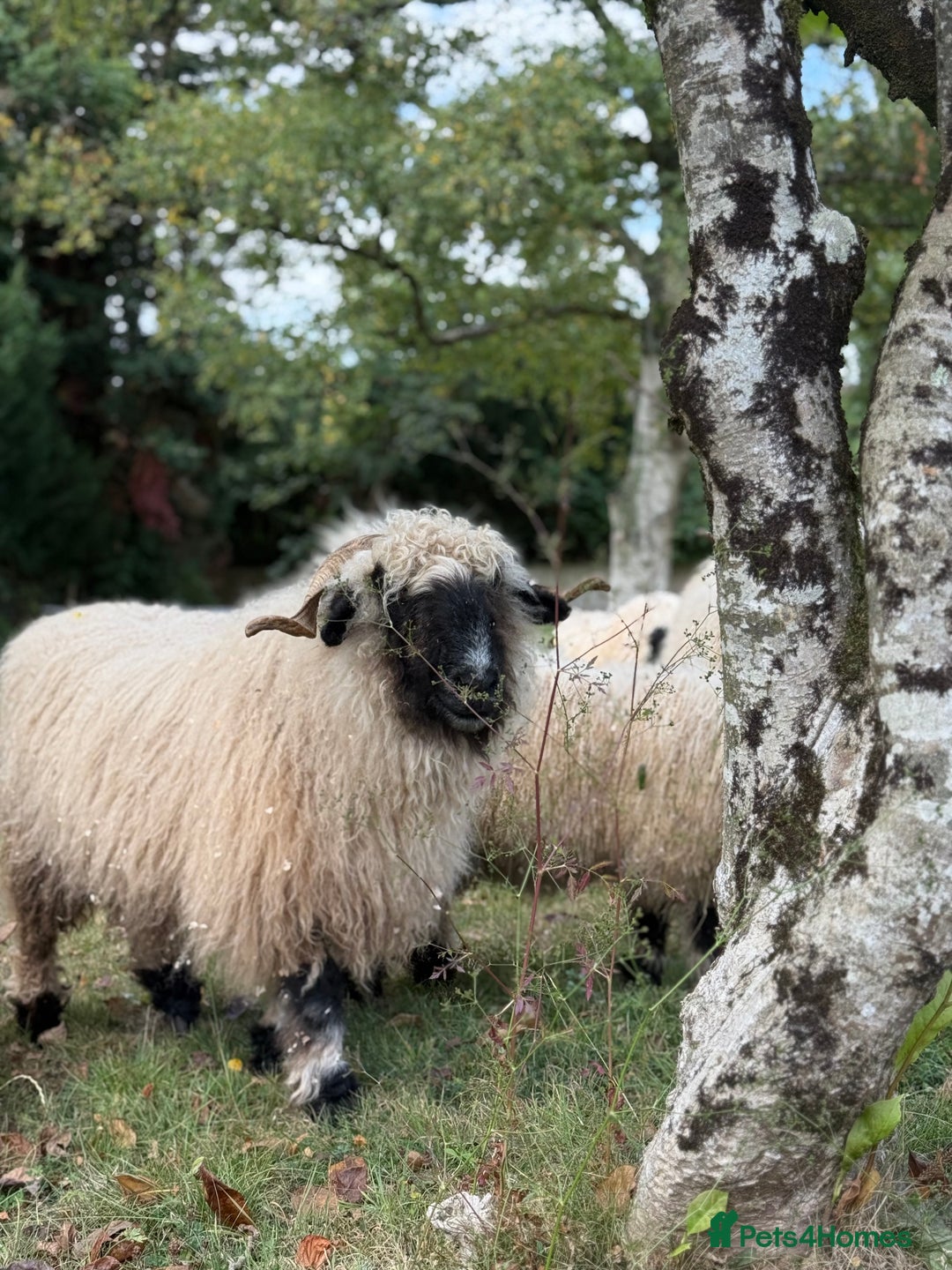 Sheep livestock for sale: Pedigree registered Valais Blacknose ewes - Advert 2
