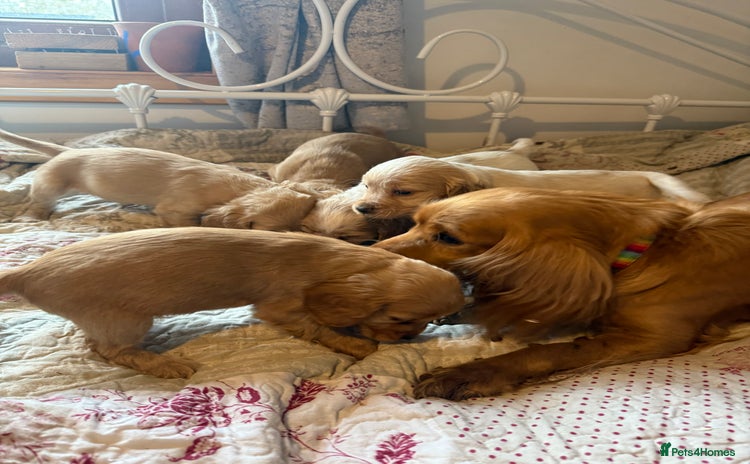 Cocker Spaniel dogs Beautiful puppies  - Advert 1