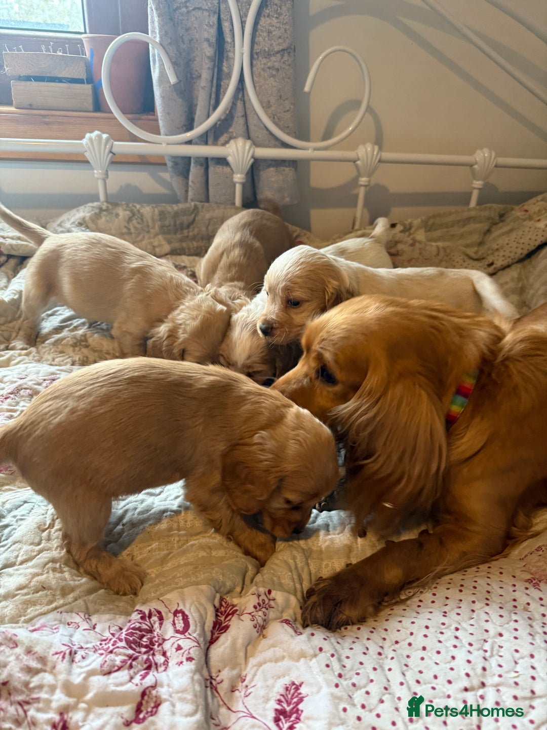 Cocker Spaniel dogs for sale: Beautiful puppies  - Advert 1