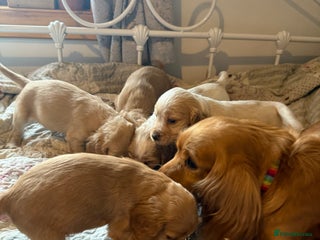 Cocker Spaniel dogs Beautiful puppies - Advert 14