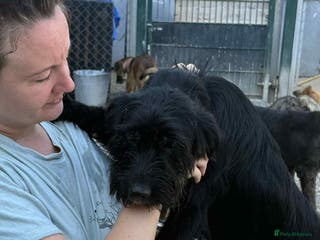 Mixed Breed dogs Micky - Norwich Norfolk - Advert 22